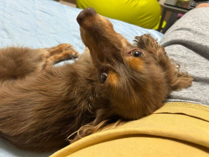 飼い主さんの腰でくつろぐちるくん