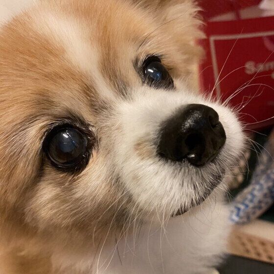 パピヨンの空くん