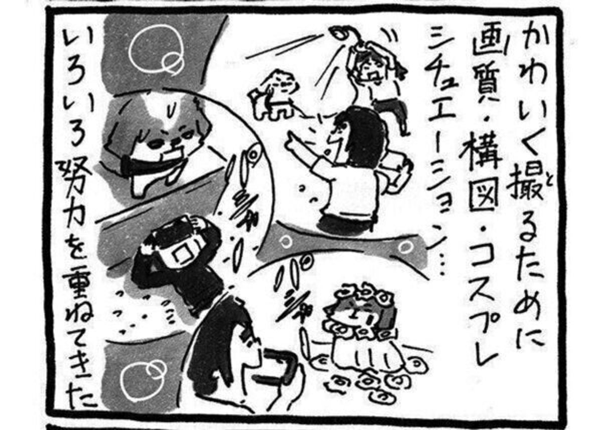 とうとうバズってしまった 連載でもおなじみ 噂のシー ズーてんぽくん 掘り下げると不思議で可愛い魅力が詰まっていた いぬのきもちweb Magazine とうとうバズってしまった 連載でもおなじみ 噂のシー ズーてんぽくん 掘り下げると不思議で可愛い魅力が詰まっていた いぬのきもちweb Magazine