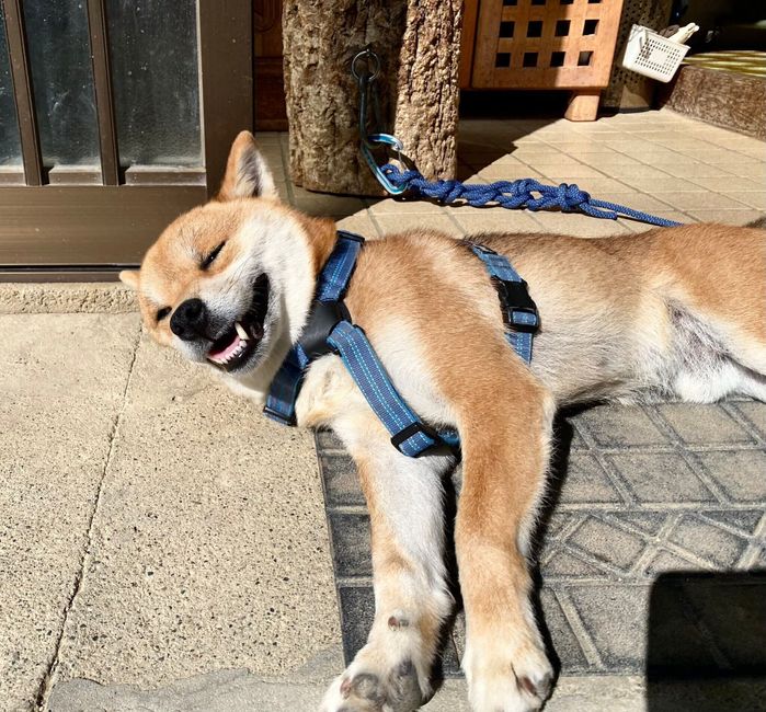 ひなたぼっこする福ちゃん