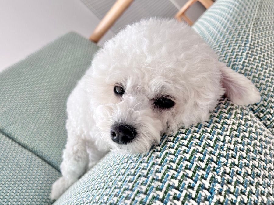 ソファに横たわるわたげちゃん