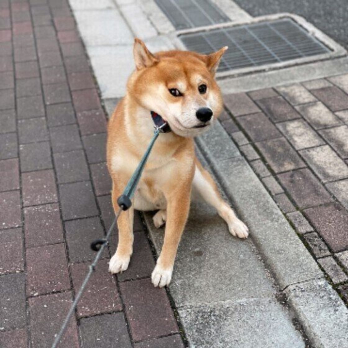 リードを嫌がる 立ち止まる 犬の散歩嫌い 専門家が解決します いぬのきもちweb Magazine リードを嫌がる 立ち止まる 犬の散歩嫌い 専門家が解決します いぬのきもちweb Magazine