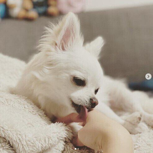 手をなめるチワワのルークちゃん