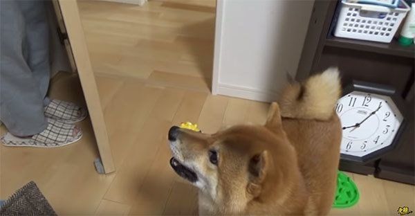 かくれんぼで遊ぶ柴犬