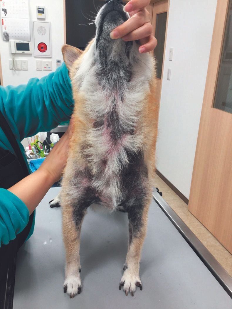 首の内側、胸、わきに脱毛が見られるほか、かきすぎによる色素沈着で黒ずみも