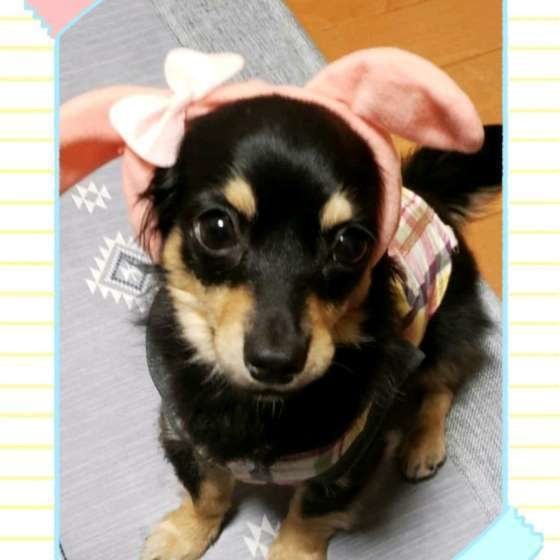 シュカちゃん　ミックス