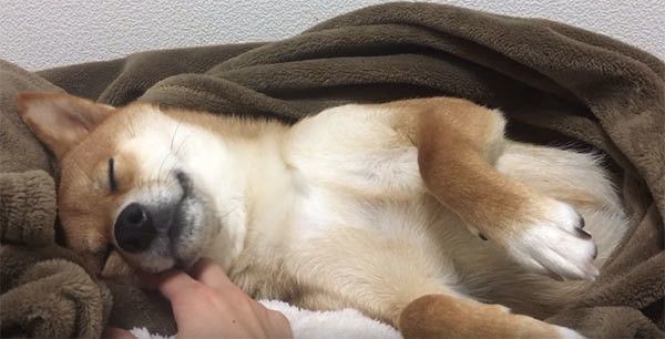 眠る柴犬