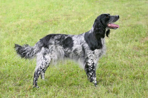 ラージ ミュンスターレンダーの特徴と性格 飼い方 価格相場など 犬図鑑 いぬのきもちweb Magazine