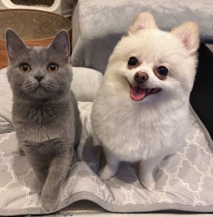 おもちちゃんともにちゃん