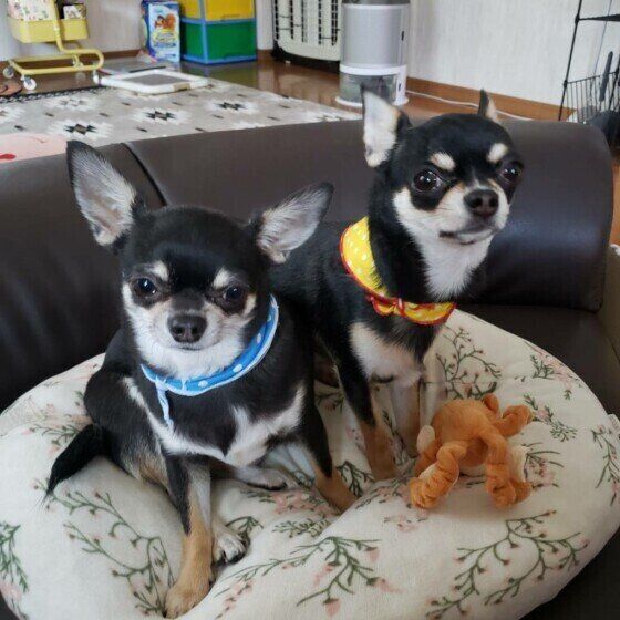 チワワのユズちゃん