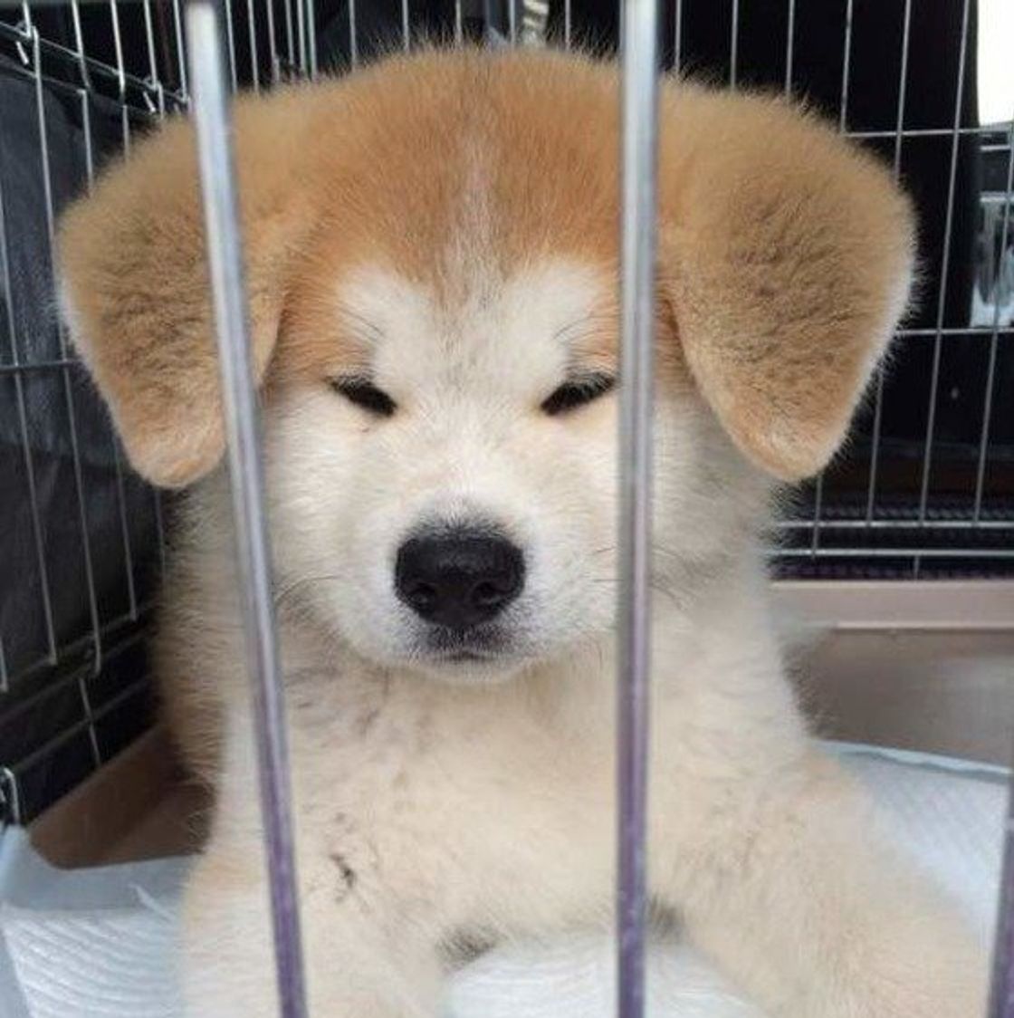 獣医師監修 秋田犬を飼いたい方必見 子犬の相場や選び方 手に入れる方法は いぬのきもちweb Magazine 獣医師監修 秋田犬を飼いたい方必見 子犬の相場や選び方 手に入れる方法は いぬのきもちweb Magazine