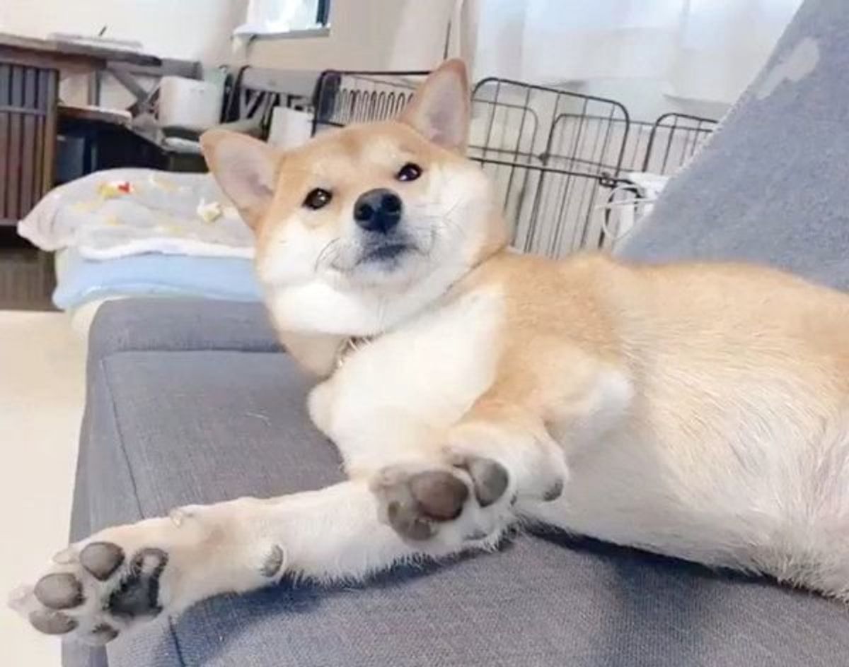 ステイホーム中に洗われてしまう柴犬 表情が神過ぎる と大反響の姿とは いぬのきもちweb Magazine ステイホーム中に洗われてしまう柴犬 表情が神過ぎる と大反響の姿とは いぬのきもちweb Magazine