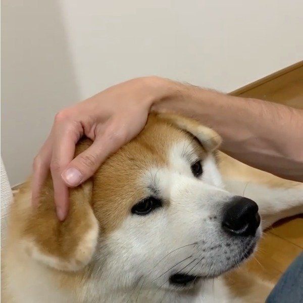 秋ちゃんの子供の頃を懐かしむパパさん