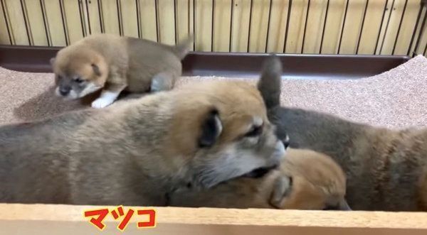 目が開いた茶太郎くん、ゆずちゃん、マツコちゃん、トマトちゃん