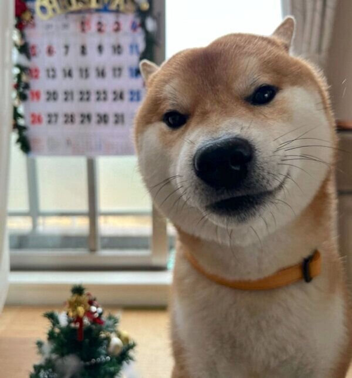 イタズラがバレた柴犬 証拠を突きつけられて まさかの行動 に出た いぬのきもちweb Magazine イタズラがバレた柴犬 証拠を突きつけられて まさかの行動 に出た いぬのきもちweb Magazine