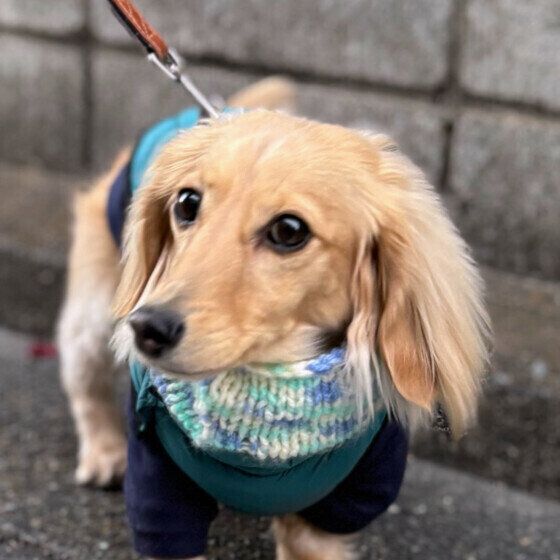 ミニチュア・ダックスフンドの七星くん