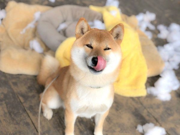 てへぺろ♪するそらくん