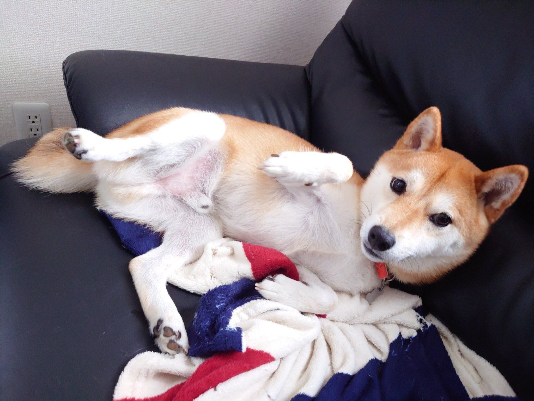 寝転がるひなたくん。