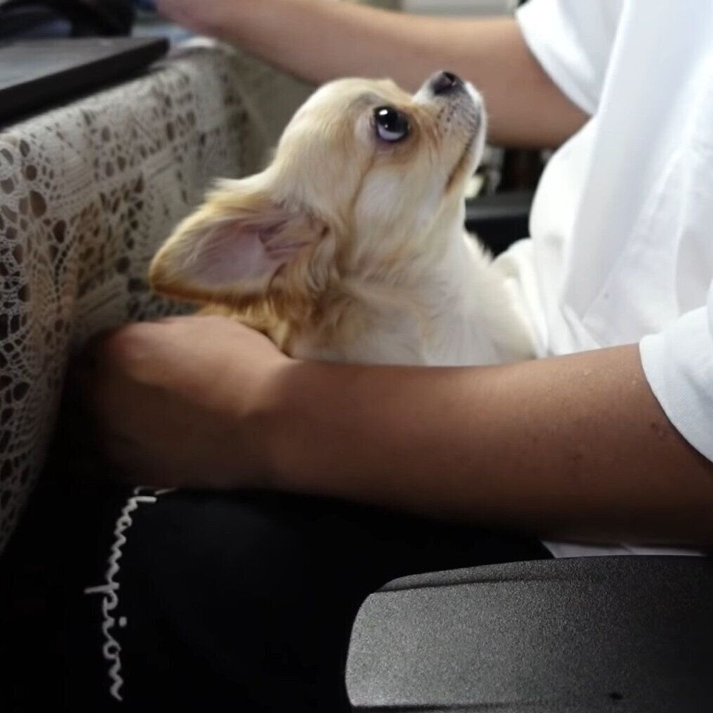どうしてもパパのお膝の上で甘えたい犬 お仕事が終わるのを待ちながらウトウト いぬのきもちweb Magazine どうしてもパパのお膝の上で甘えたい犬 お仕事が終わるのを待ちながらウトウト いぬのきもちweb Magazine