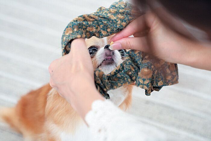 服に頭を入れる犬