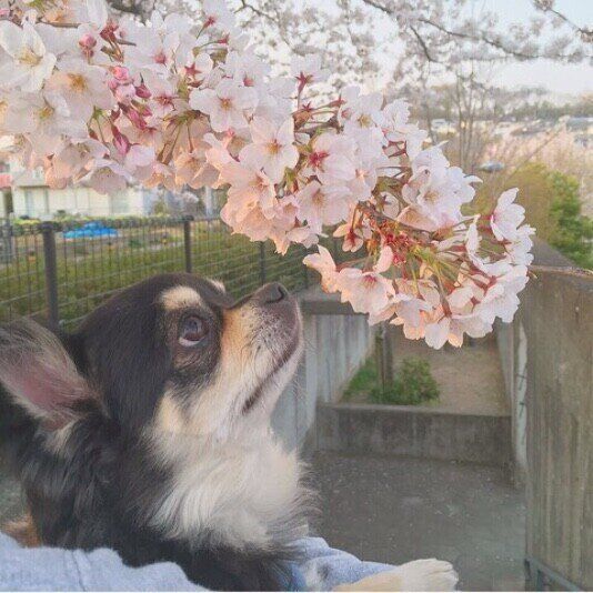 チワワのノアちゃん