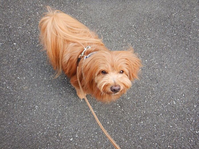 連載「こぐま犬てんすけ」
