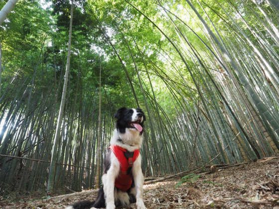 竹林の中のろんでくん