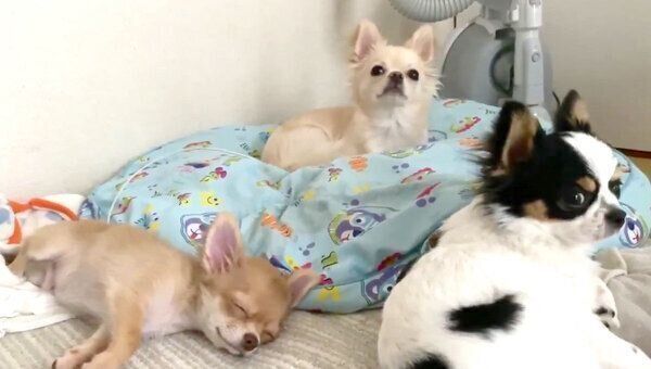 仲良しなぶーちゃん・えびちゃん・ぜんちゃん