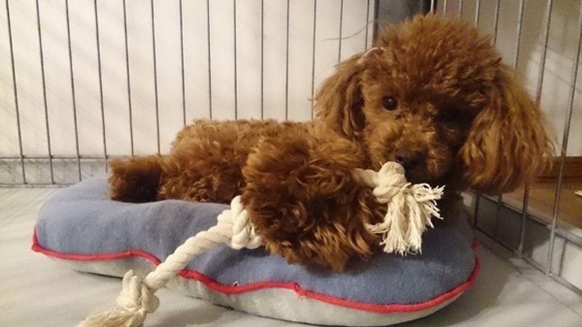 獣医師監修 小型犬の年齢 7才はもうシニア ライフプランを立てよう いぬのきもちweb Magazine 獣医師監修 小型犬の年齢 7才はもうシニア ライフプランを立てよう いぬのきもちweb Magazine