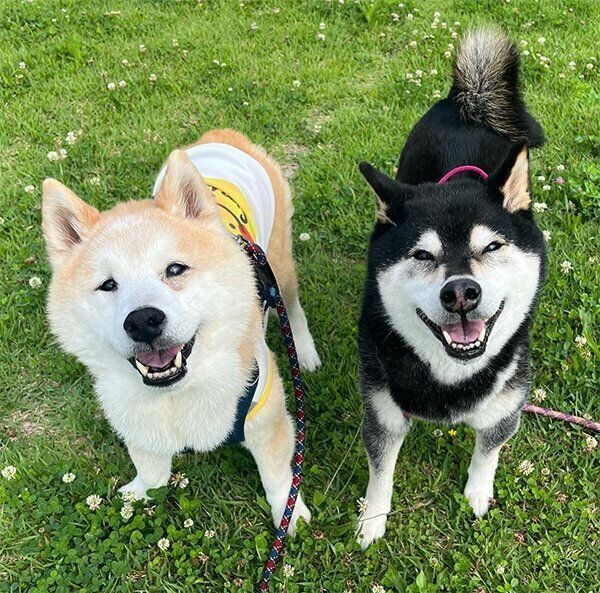 くうちゃん、妹犬・ララちゃん