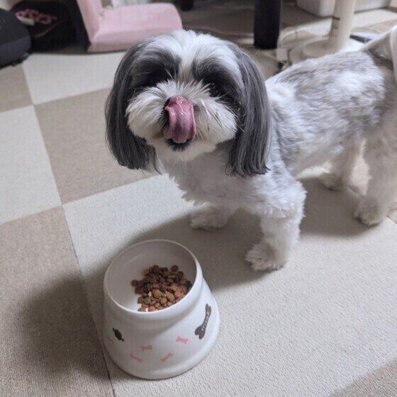 ごはんを食べるラルちゃん