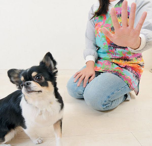 振り向くチワワ