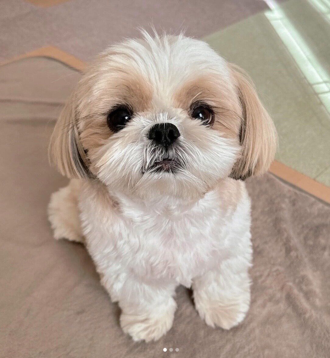 見つめるバンクシーちゃん