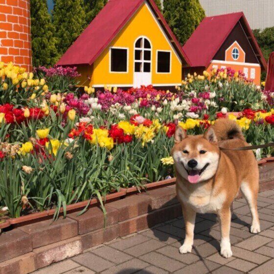 犬は冬から春にどんな体調変化を起こしやすい？獣医師に聞いてみた いぬのきもち