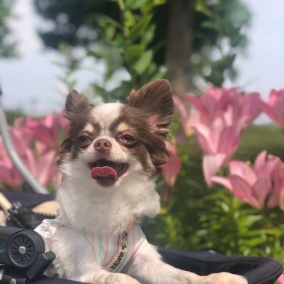 笑顔を見せるチワワ