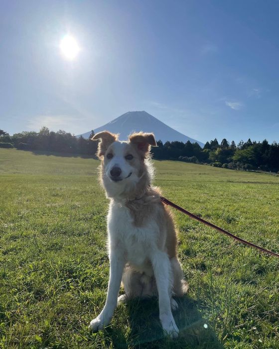 富士山とLOHASくん