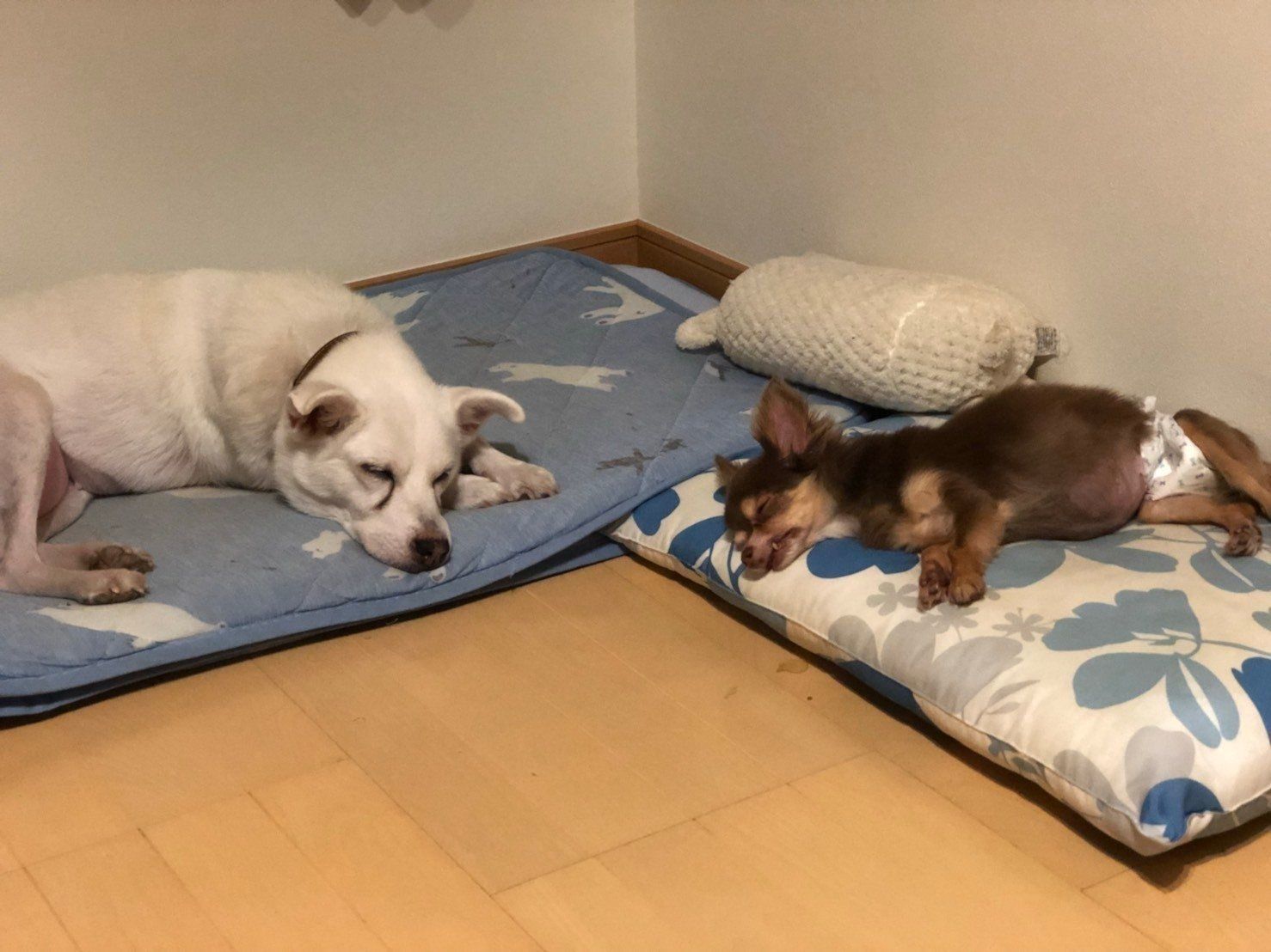 おばあちゃん犬がやってきた