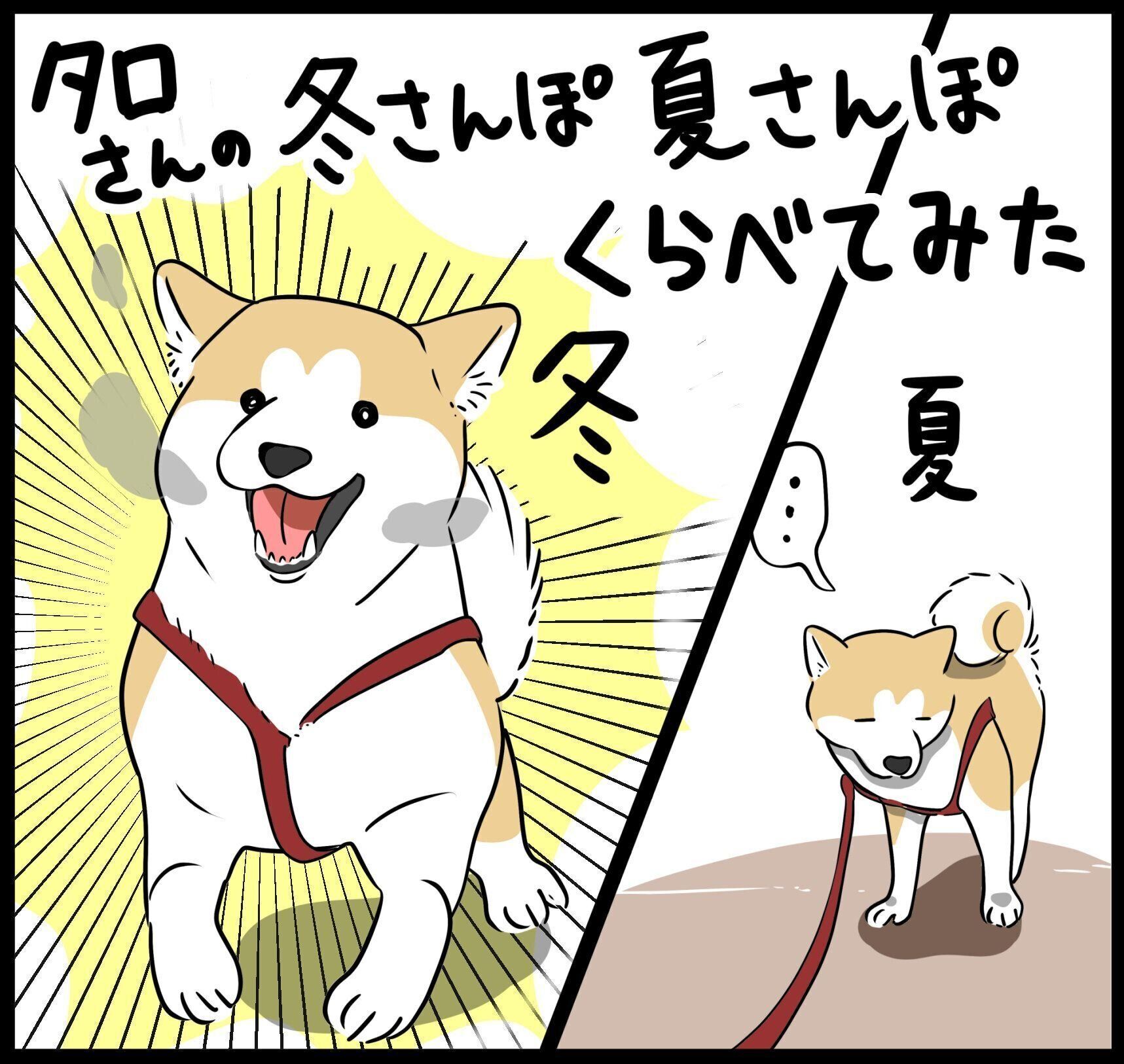 寒いほうが元気⁉ 柴犬タロさんの夏・冬お散歩比較|連載「モフモフ柴と