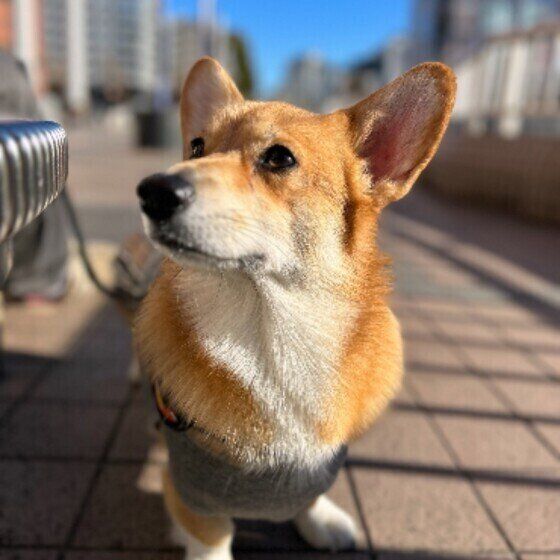 ウェルシュ・コーギー・ペンブロークのルアナちゃん