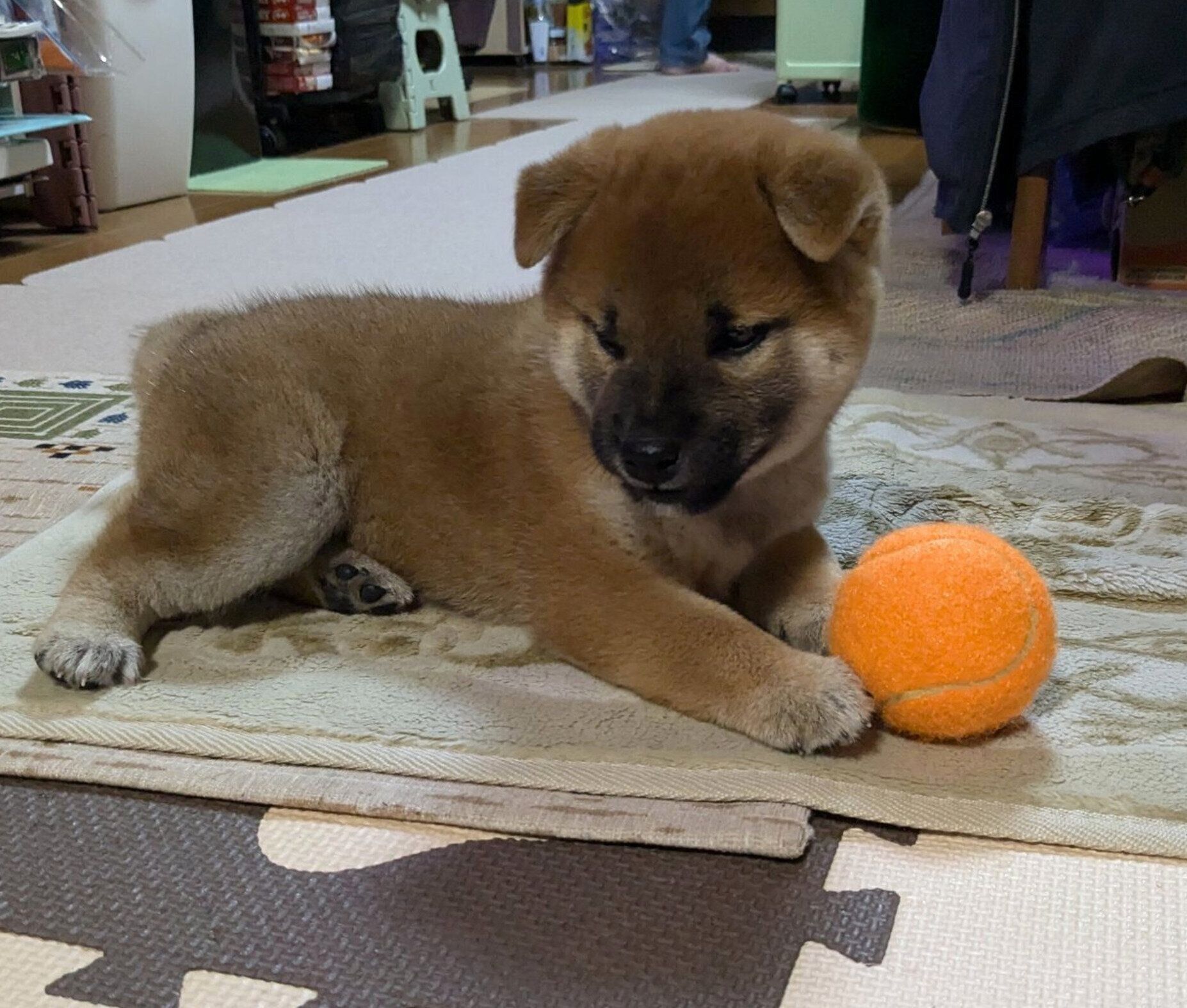 お迎え当時の竜太くん