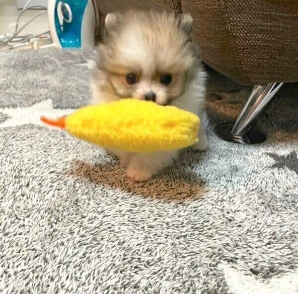 おもちゃで遊ぶ子犬時代のちくわくん