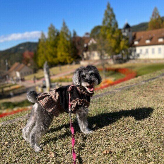 ミニチュア・シュナウザーのうららちゃん