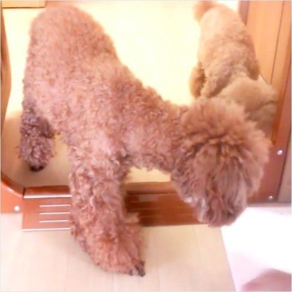 ごはん食べ競争