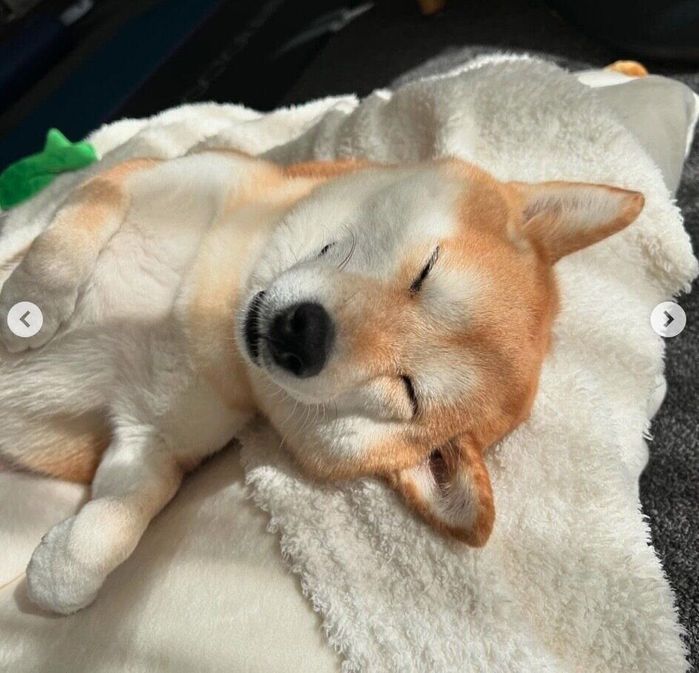 ぐっすり眠るすずちゃん