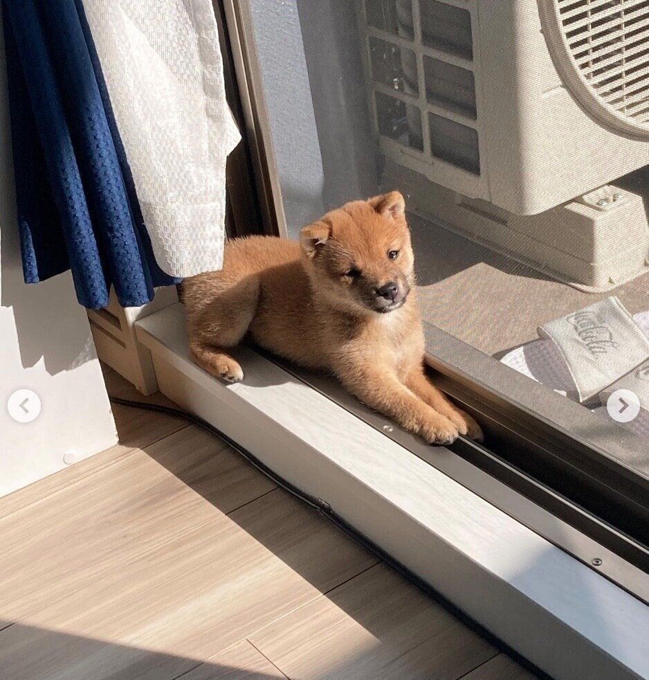 外の様子が気になるロコンちゃん