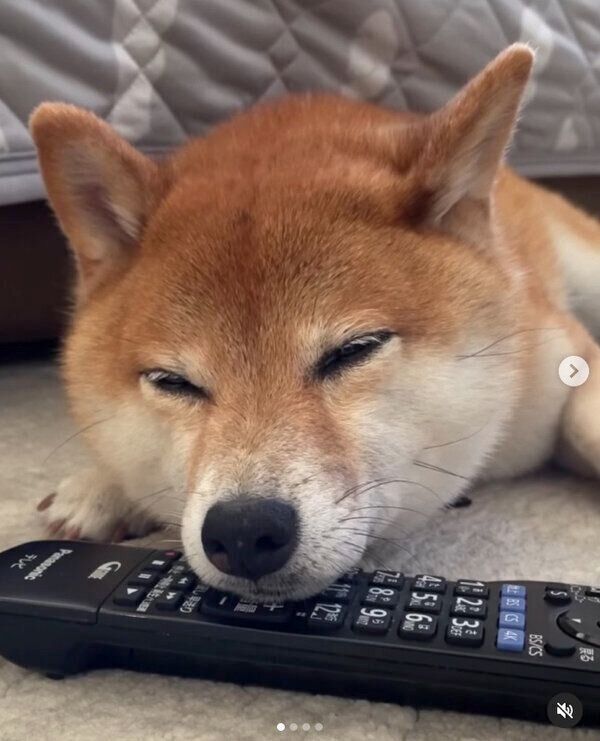 リモコンにあご乗せするレノくん