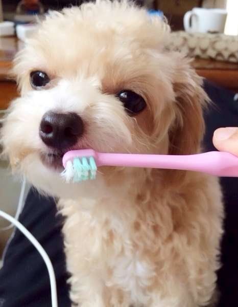 犬の歯磨き 歯ブラシ ハブラシ