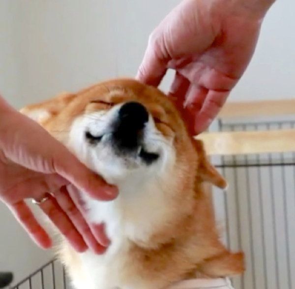 撫でられるのが好きな柴犬