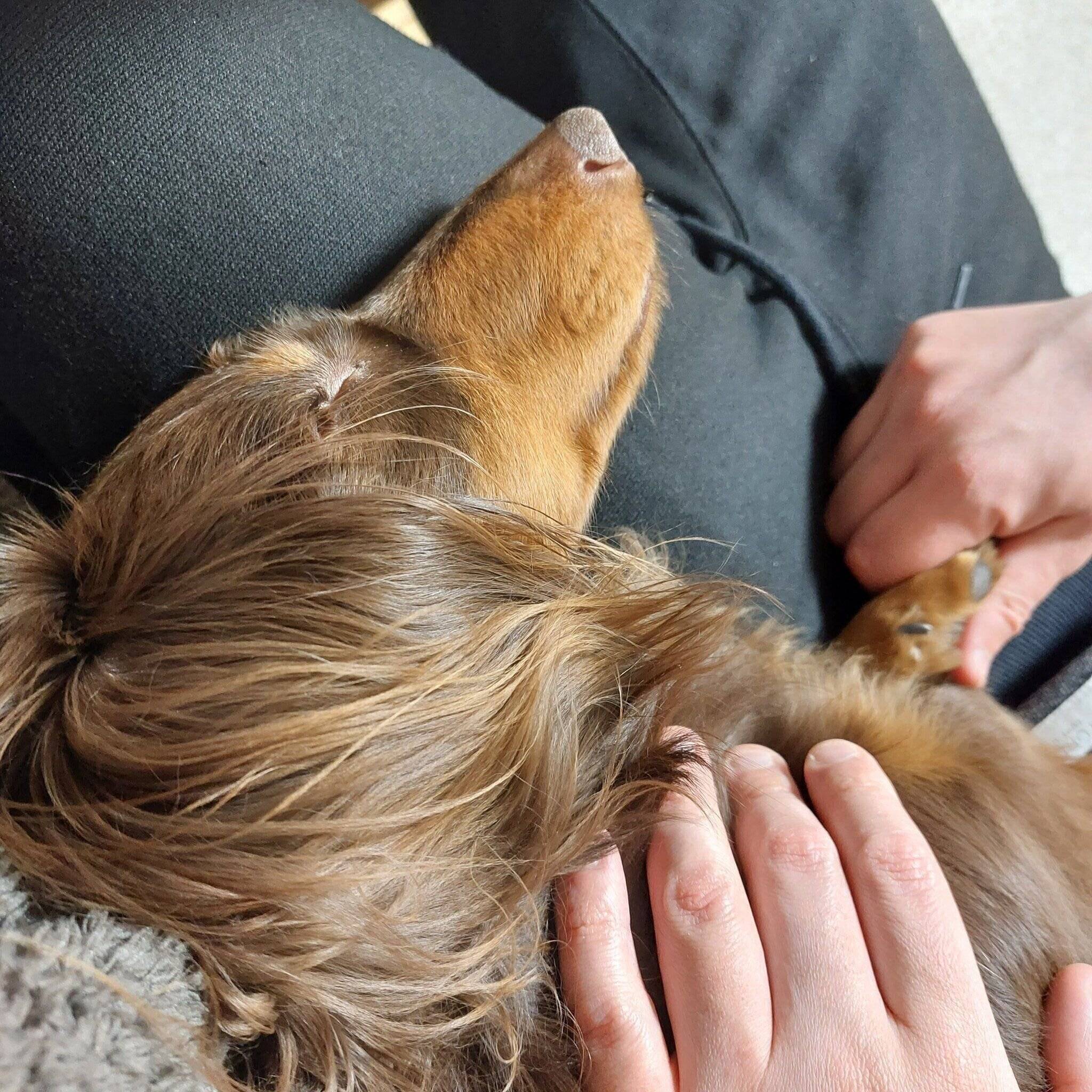 別の日、飼い主さんの体にくっついて眠るサブローくん