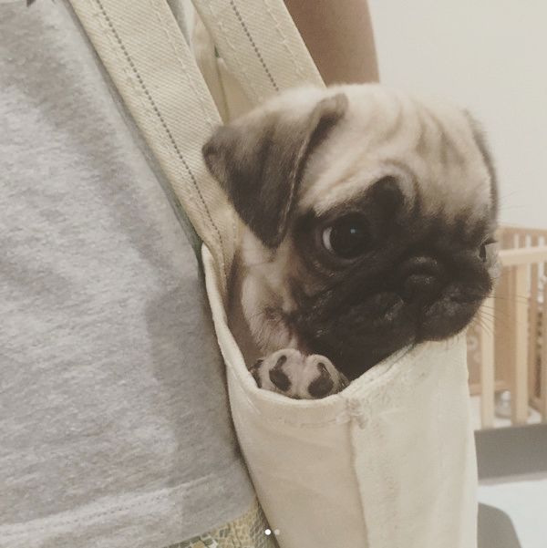 すくすく成長するパグ